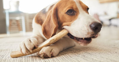 Gryzaki dentystyczne dla psa – ranking