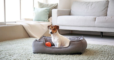 Which dog bed should you choose?
