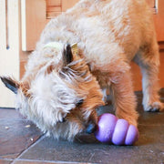 KONG Toy for the Senior dog