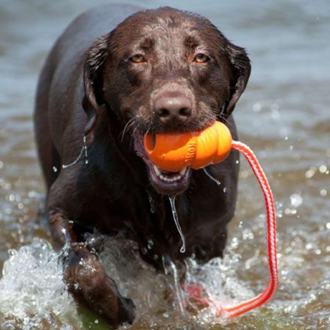 KONG Aqua Wasserspielzeug für Hunde
